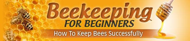 Starting Beekeeping Business